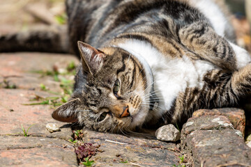 A close up of a tabby and white cat rolling on a brick path in a Sussex garden