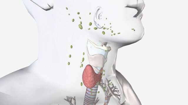 Lymphatic drainage of the thyroid gland