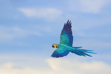 Beautiful parrot flying in the sky. Free flying bird