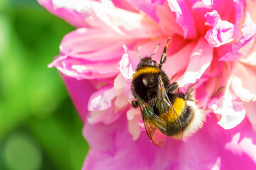 A bumblebee on the bud of a pink peony flower. Close-up.