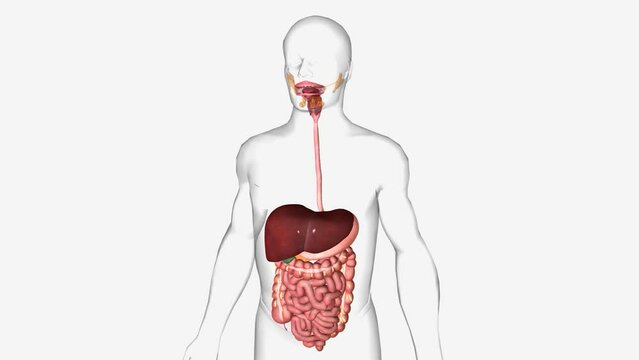 The digestive system is made up of the gastrointestinal tract and glandular organs, including the liver, pancreas, and gallbladder.