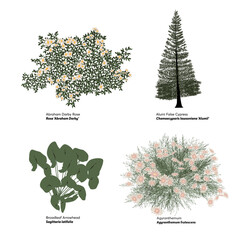 Set of vector illustrations of flowers, bushes, trees for landscape design with text of plant names