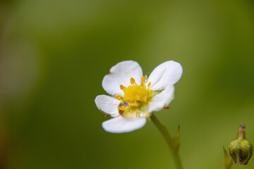 white flower in the garden