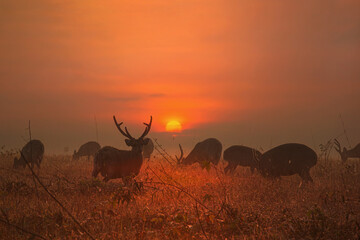 Fototapeta na wymiar Family Sunset Deer at Thung Kramang Chaiyaphum Province, Thailand