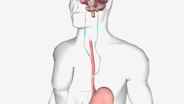 Healthy Gut-Brain Axis, Vagus nerve