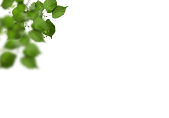 Green vine leaves isolated on white background 