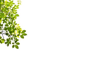 naturally leaves frame png form background 