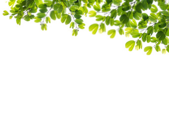 green leaves png frame isolated on white