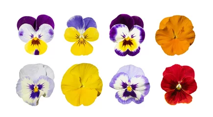 Foto auf Alu-Dibond Purple Violet Pansies, Tricolor Viola Close up, Flowerbed with Viola Flowers, Heartsease, Johnny Jump © ange1011