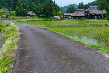 Fototapeta na wymiar 水田の道
