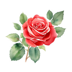 Fototapeta premium pink rose isolated on white background