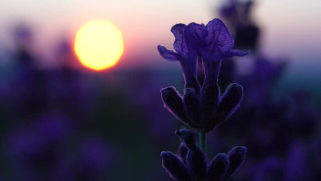 Blooming lavender flowers in a field at sunset, with beautiful shade of purple. Provence, France. Close up. Selective focus. Slow motion.