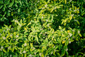 Fototapeta na wymiar A beautiful bush with green leaves and cute little white flowers