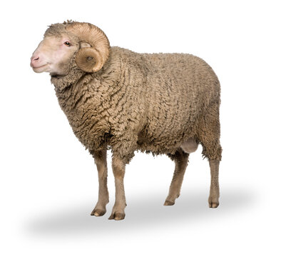 sheep white baground suitable for eid al adha