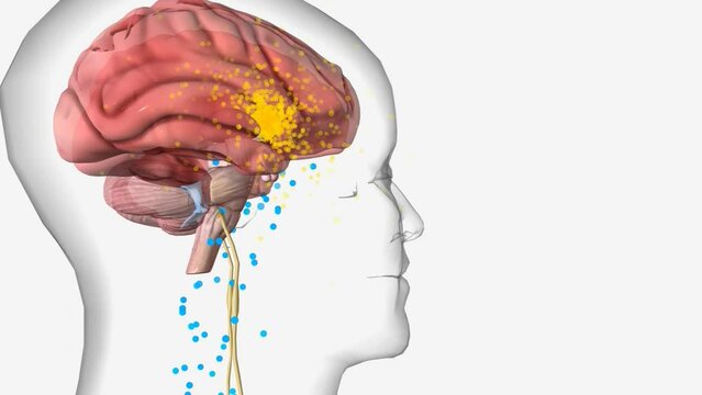Orexin-Producing Cells Activation by Ghrelin