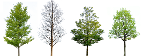 木の切抜き（背景透過）