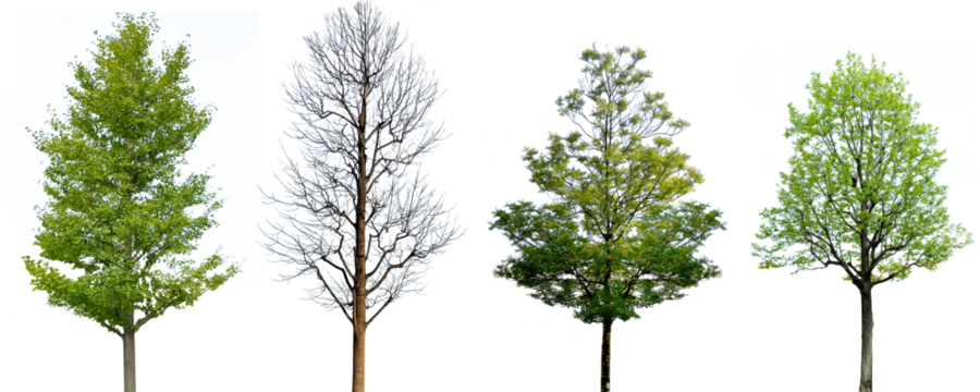 木の切抜き（背景透過）