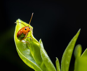 Orange ladybug perched on a leaf, looking at the camera. Insect life in nature. Outdoors. Black background macro shot.