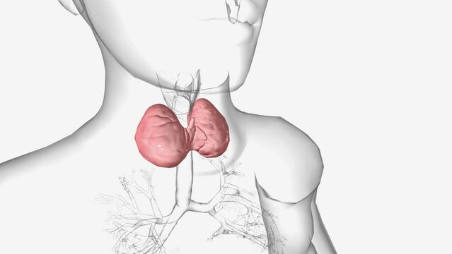 Goiter is a condition where your thyroid gland grows larger.