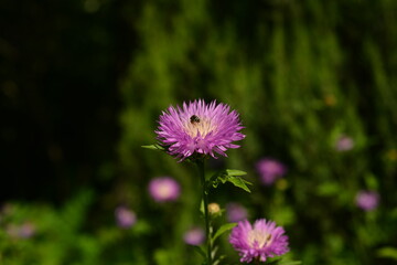 Fototapeta premium Purple and white cornflower flower with a bee. Selective focus