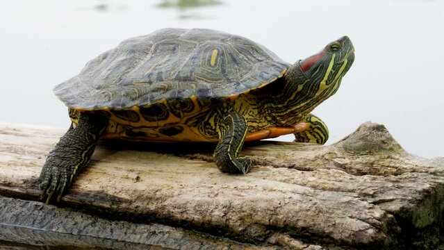 A red-eared tortoise (red-eared slider or red-eared terrapin (Trachemys scripta elegans)) sits on a log floating in the lake