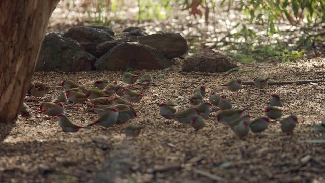 SLOW MOTION Many Red-Browned Finch Birds Feeding Seeds On Ground, Fly Off