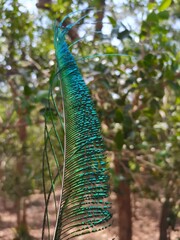 Naklejka premium peacock with feathers