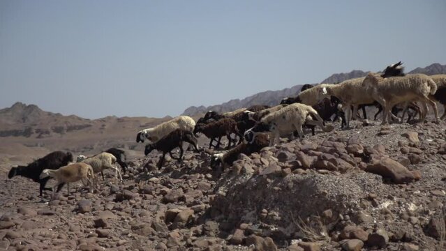 Shepherd's Flock of Goats in Herd in Middle Eastern Desert