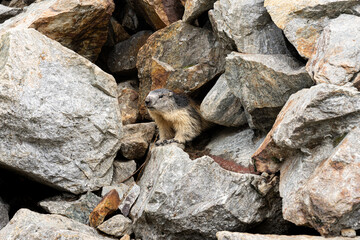 Marmotta, blumenbach, roditori, sciuridae, la, marmotta delle alpi, sassi, tana, riparo, allerta, curioso, guarda, dettaglio, cuccioli, mamma, madre, alpi, italia, monte, bianco, courmayeur, 