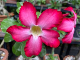 Close up of red adenium,beautiful red flowers.
