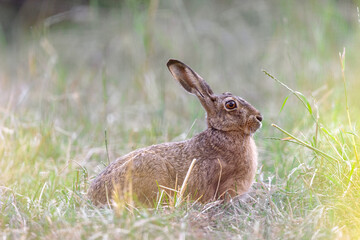 Rabbit in the grass in the late evening