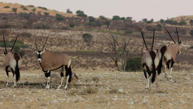 a herd of oryx in the open
