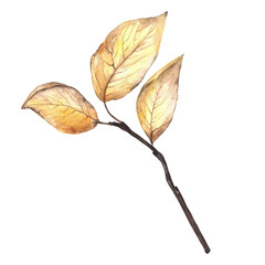 Watercolor illustration autumn branch with yellow leaves isolated on transparent background. Plant element for design and print