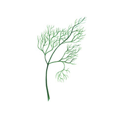 Watercolor hand drawn green dill, fennel vegetable isolated on white background. healthy plants for print, fabric, banner.