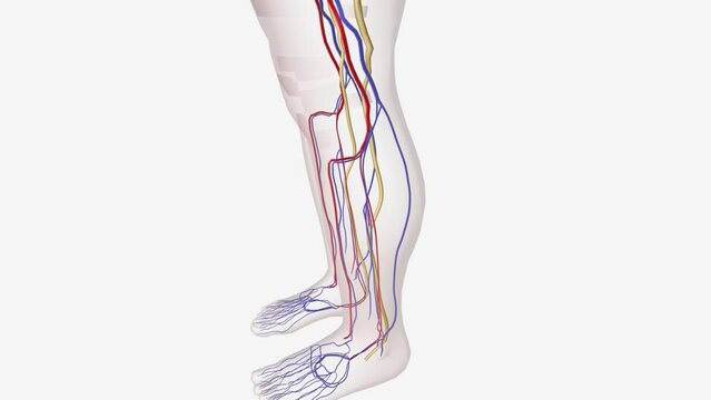 Complications of Type 2 Diabetes, Muscle weakness