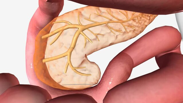 B12 in the stomach, Pancreas