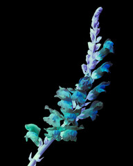 flower on black inverted