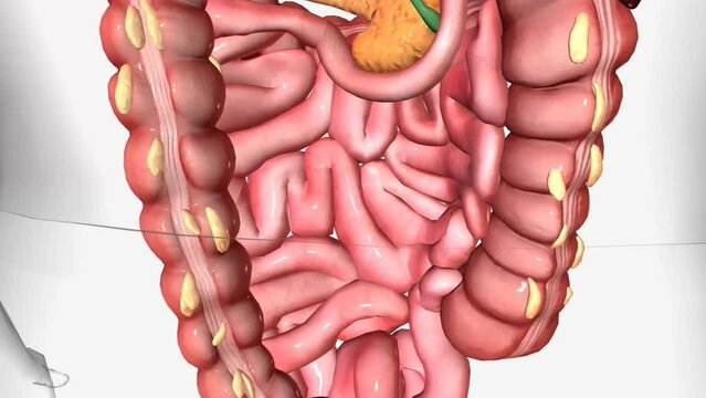 Healthy Digestion, Colon 3d animation .