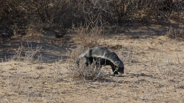 a honey badger on the move