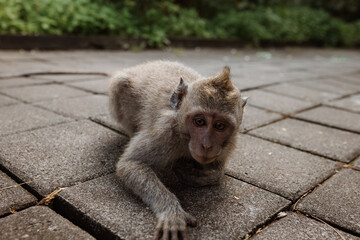 Balinese long-tailed macaque monkey at Ubud Monkey Forest, Bali, Indonesia
