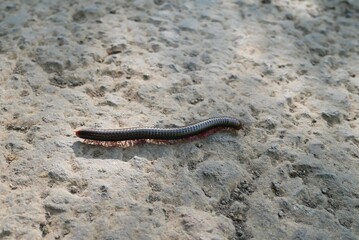 millipede on the ground