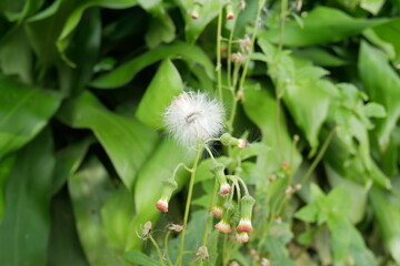 white dandelion flower