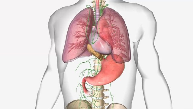 The earliest stage esophageal cancers are called stage 0 (high grade dysplasia). It then ranges from stage I (1) through IV (4).