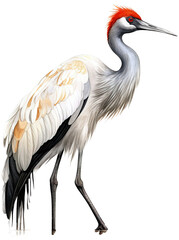White stork, watercolor style, PNG background.