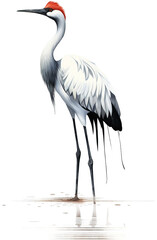 Obraz premium White stork, watercolor style, PNG background.