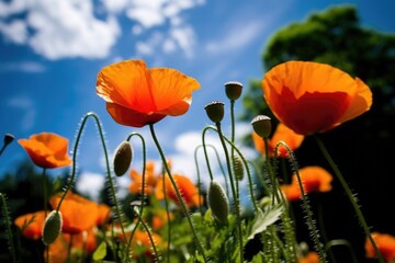 field of red poppies against blue sky background. AI Generative