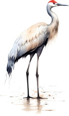 White stork, watercolor style, PNG background.