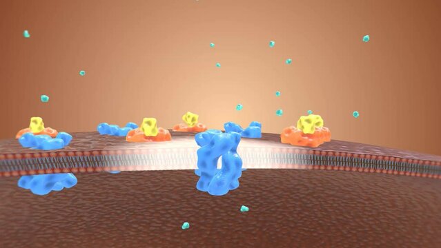 Healthy Insulin and Glucose Cellular Binding