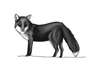 Renard, Fox