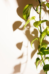 plant foliage with shadow on white background